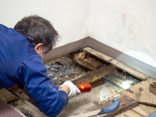 Best Black Mold Remediation in Liberty, MO