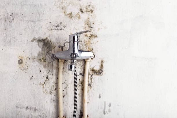Best Commercial Mold Remediation in Liberty, MO