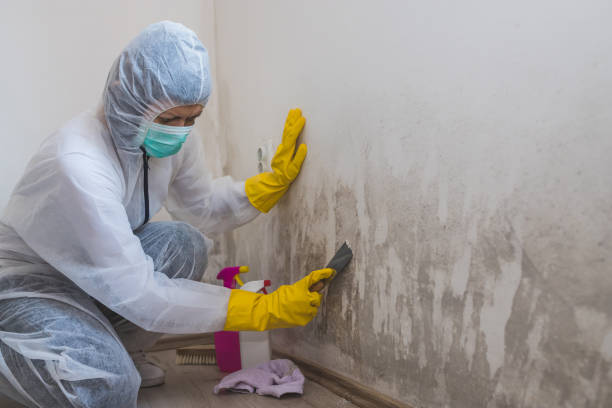 Best Residential Mold Remediation in Liberty, MO