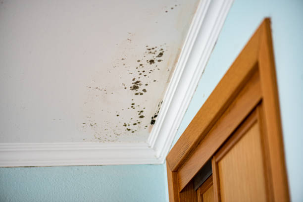 Best Residential Mold Remediation in Liberty, MO