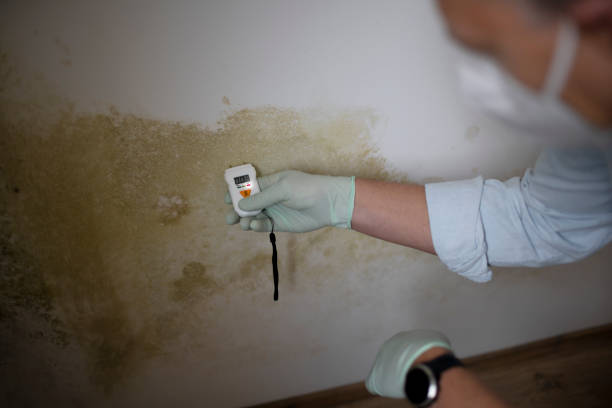 Trusted Liberty, MO Mold Remediation Experts