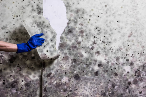 Best Industrial Mold Remediation in Liberty, MO