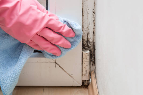 Best Residential Mold Remediation in Liberty, MO
